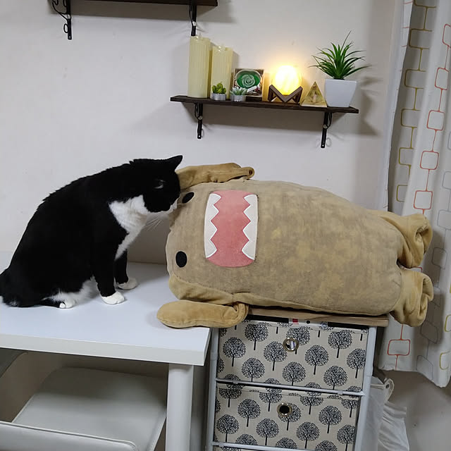 koromaroさんの実例写真