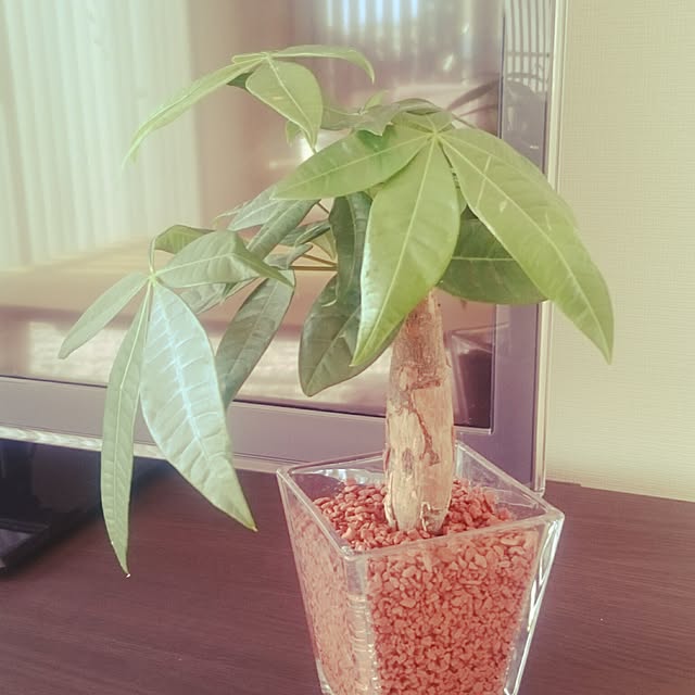 momof2さんの実例写真
