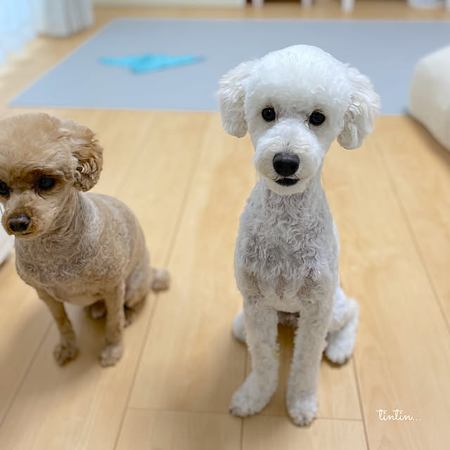 tintinさんの部屋