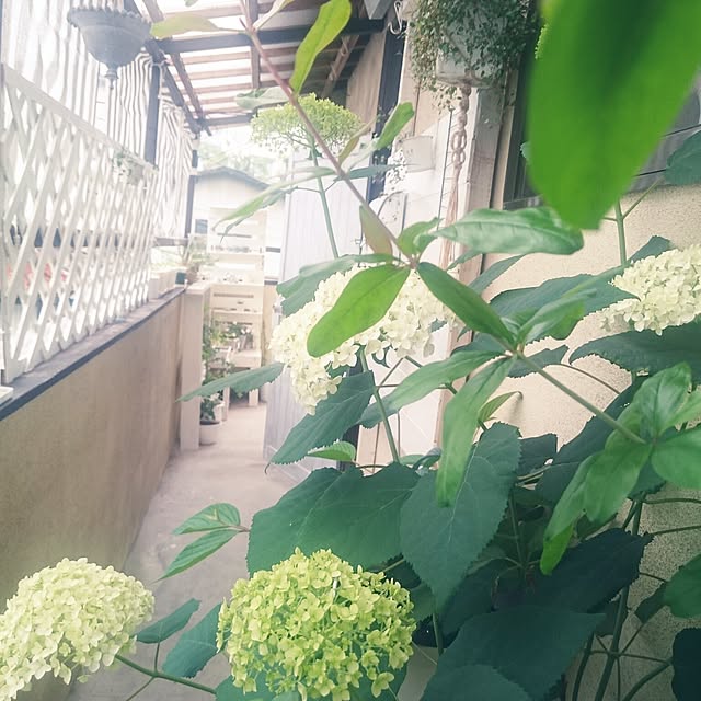 miho.okuさんの実例写真