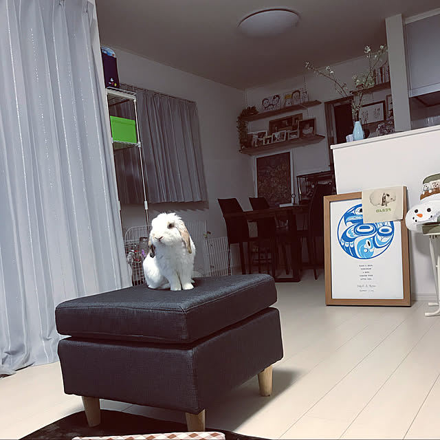 うさぎ/うさぎが好きで好きでたまらない❤️/うさぎのいる生活/うさぎと暮らす家/うさぎ好きさんと繋がりたい...などのインテリア実例 - 2022-09-05 09:51:41