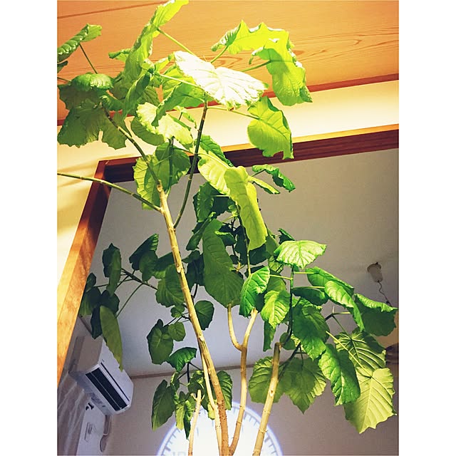 su-su-ha-さんの実例写真