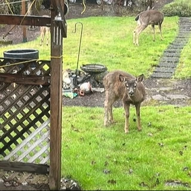 faunさんの部屋