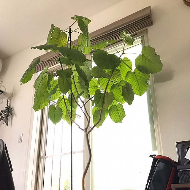 mimosaさんの実例写真