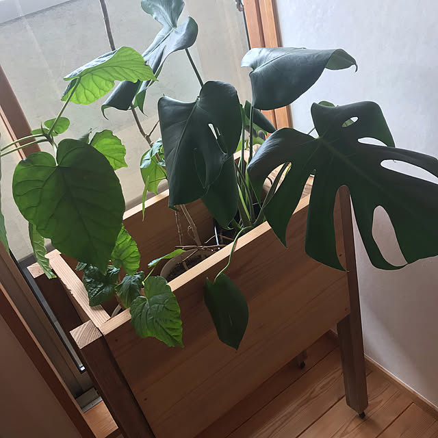 misuzu29129さんの実例写真