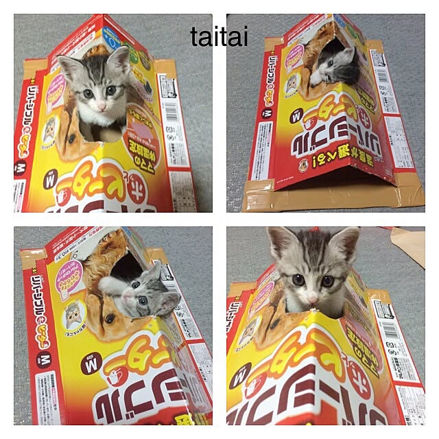 taitaiさんの実例写真