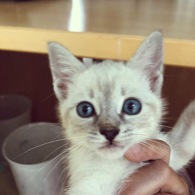 tommysobacさんの実例写真