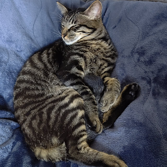 hihaさんの実例写真