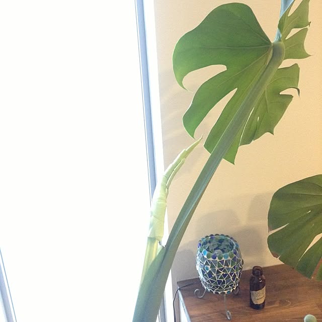 makiさんの実例写真