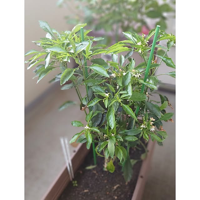 ToReTaRiさんの部屋