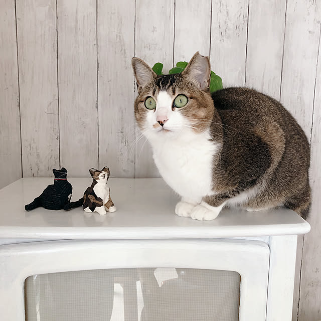 nekomiさんの実例写真