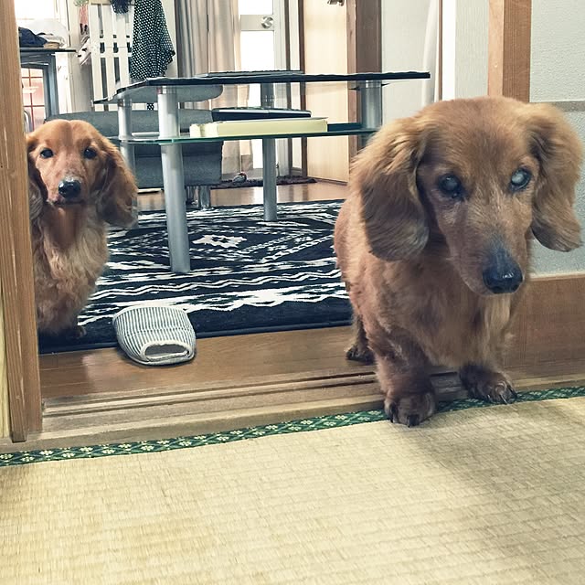 Yorikoさんの実例写真