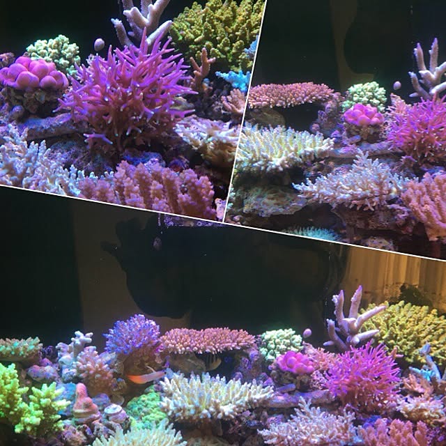 aquarium_seaさんの実例写真