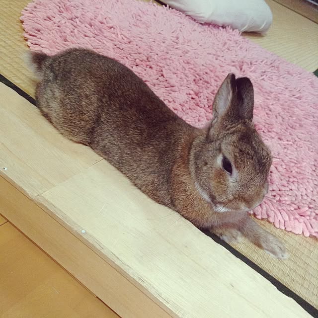 yuzu0223さんの実例写真