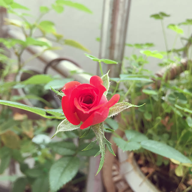 Hirorinさんの実例写真