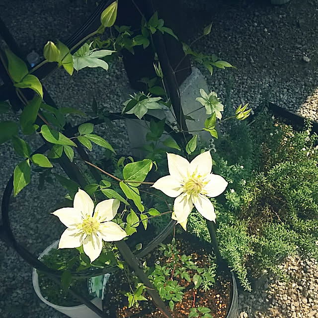 sunflowerさんの実例写真