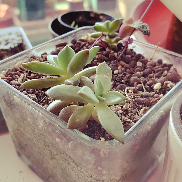 棚/多肉植物のインテリア実例 - 2020-04-15 08:23:35