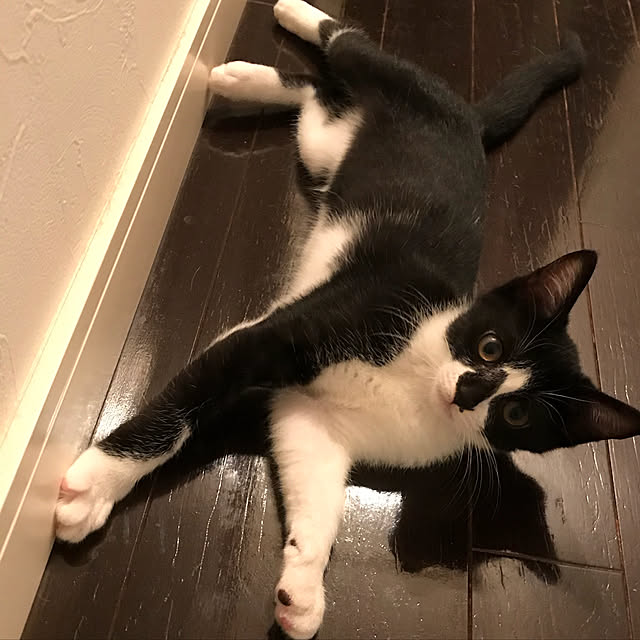 akuakuさんの実例写真