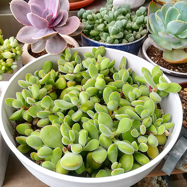 VERANDARJUNの-多肉植物 irzコチレドン ペンデンス 多肉植物 9cmポットの家具・インテリア写真