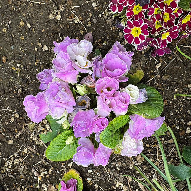 mamizaさんの部屋