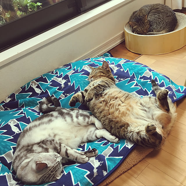 実例写真