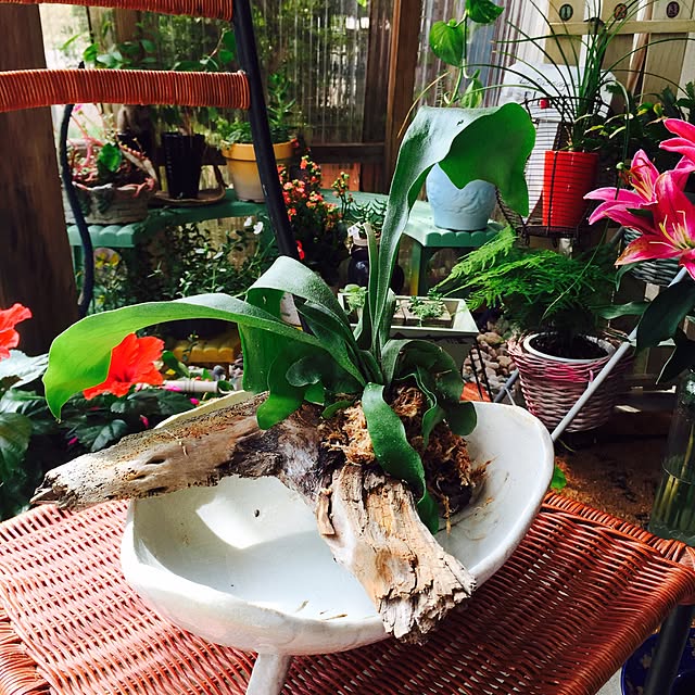Amazon | PLANTENT 植物ディスプレイスタンド T.P.Stand