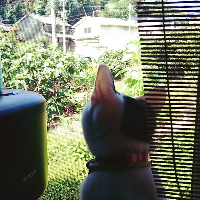 MIYAMIYAさんの実例写真