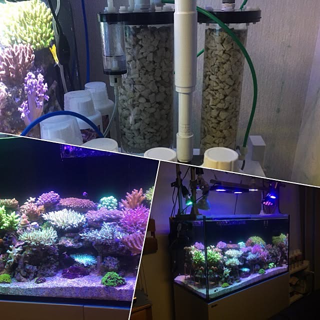 aquarium_seaさんの実例写真