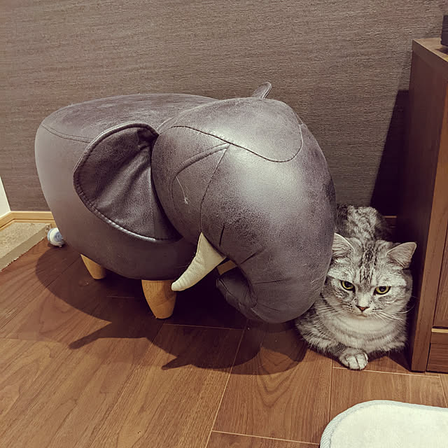 mewさんの部屋