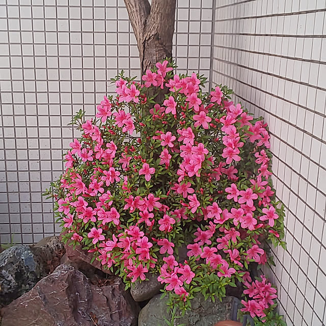kumimmyさんの実例写真