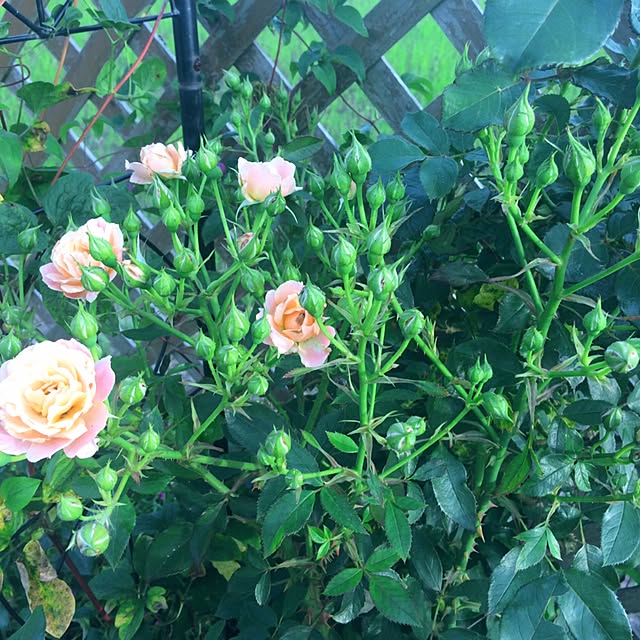 HappyRoseさんの実例写真