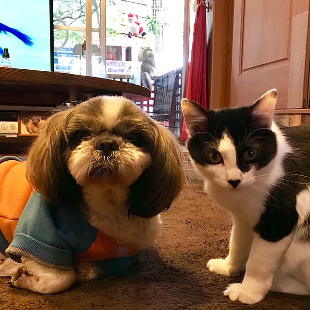 butachanさんの実例写真
