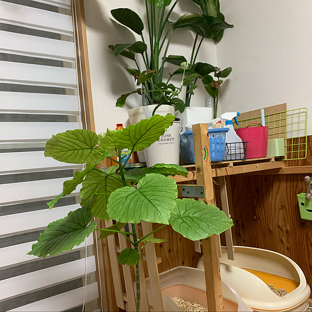 mohimikanさんの実例写真