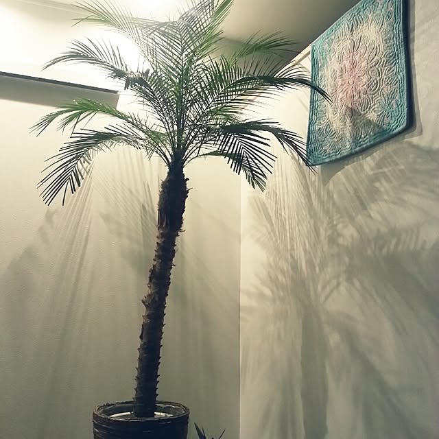 kirahaleakalaさんの実例写真