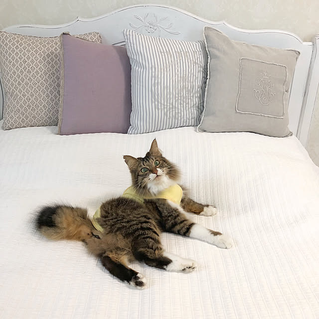 yuchiさんの実例写真