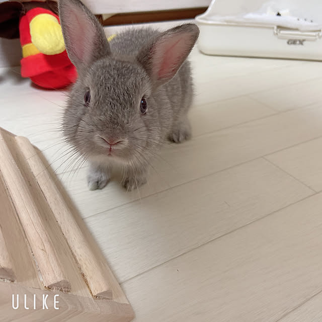 Rjさんの実例写真