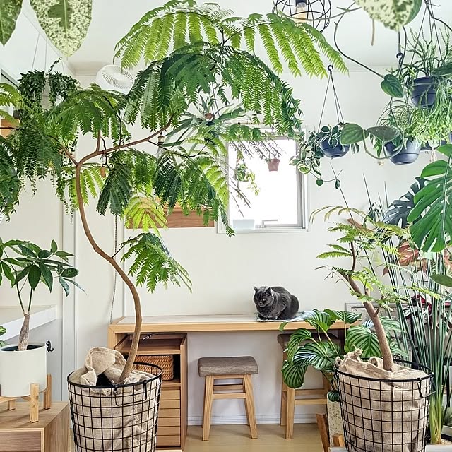 机/植物のある暮らし/観葉植物のある暮らし/北欧ナチュラルインテリア/観葉植物インテリア...などのインテリア実例 - 2023-03-29 18:40:41