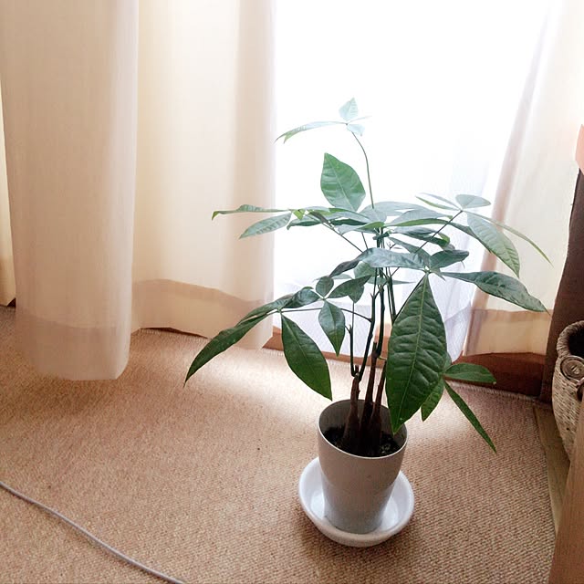 hjさんの実例写真