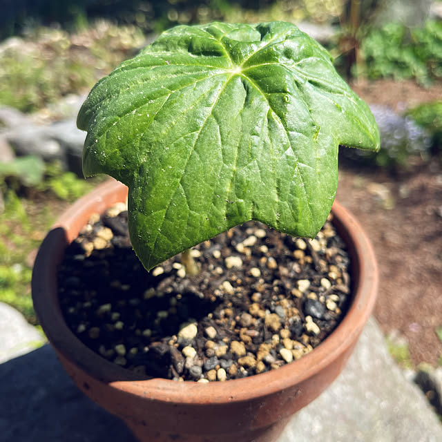 mamanさんの実例写真