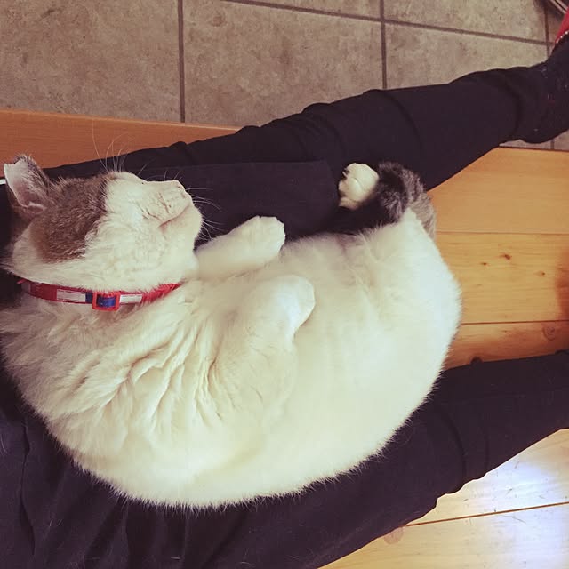 chiimalさんの実例写真