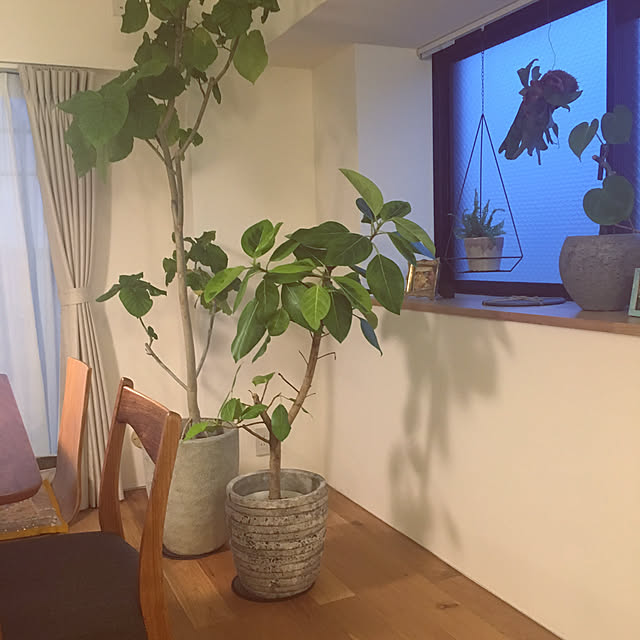 リビング/多肉植物/北欧/リノベーション/観葉植物...などのインテリア実例 - 2017-08-13 20:57:27
