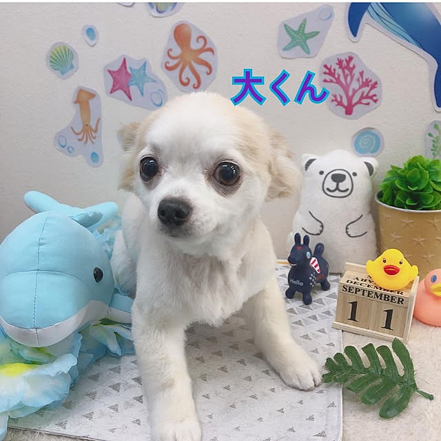 ronさんの実例写真