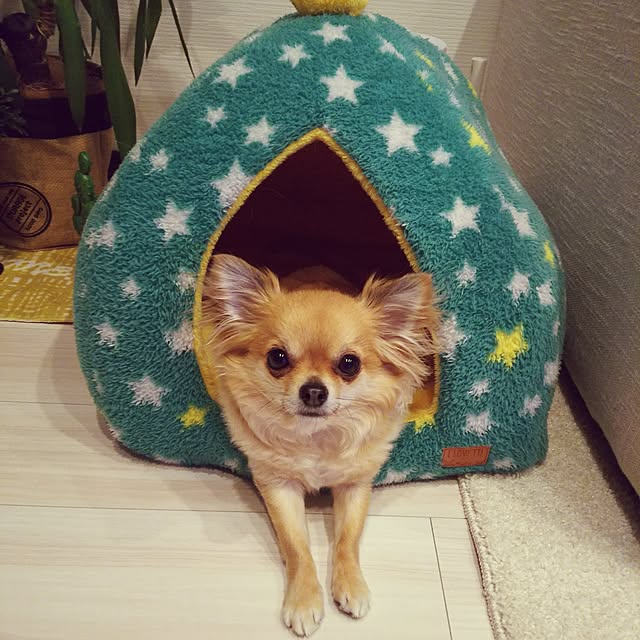 kojikojiさんの実例写真
