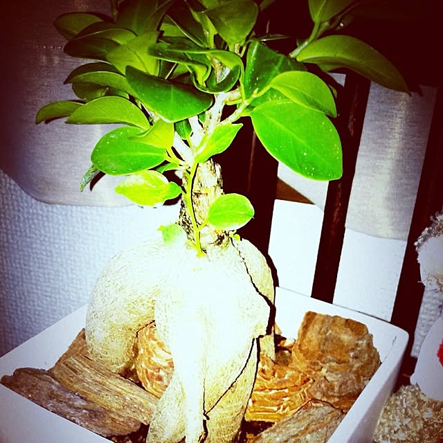リビング/植物のインテリア実例 - 2013-03-04 21:33:40