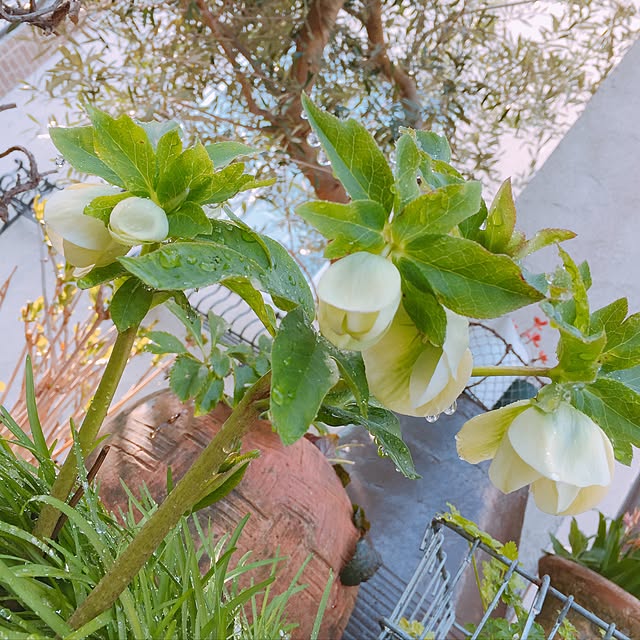 smileさんの実例写真
