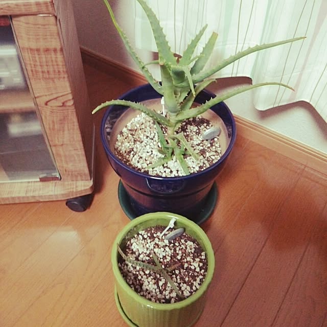 リビング/アロエ/植物/植木鉢のインテリア実例 - 2014-12-24 08:18:40