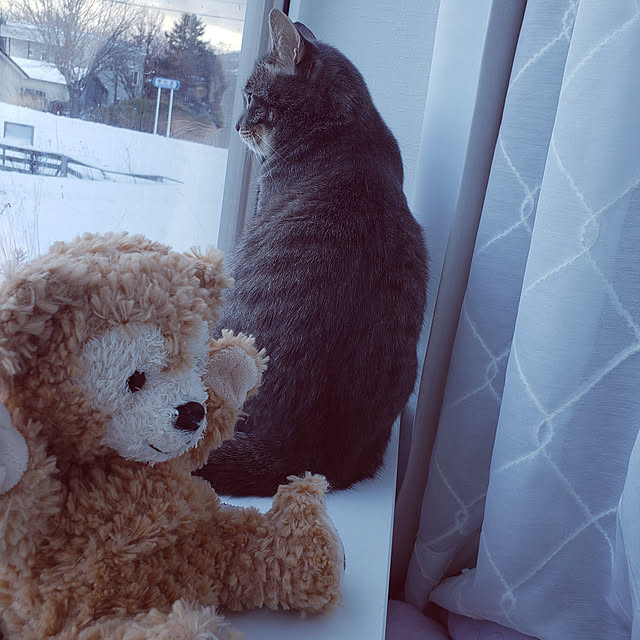 megu.catさんの実例写真