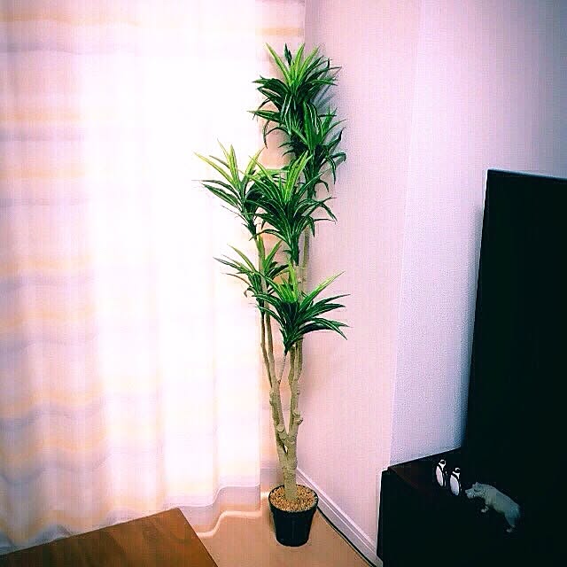 Arisaさんの実例写真