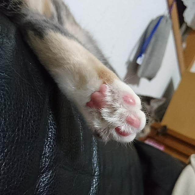 shinobuさんの実例写真