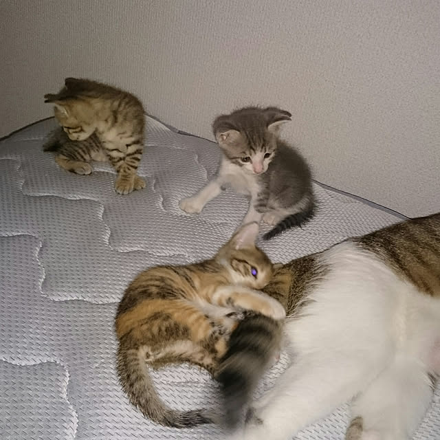 gurikoさんの実例写真